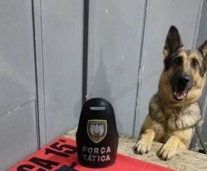 Cadela da PM descobre o que traficantes escondiam em mata no Sul do ES