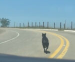 VÍDEO | Cachorro abandonado corre atrás do dono em rodovia de Cachoeiro