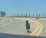 VÍDEO | Cachorro abandonado corre atrás do dono em rodovia de Cachoeiro