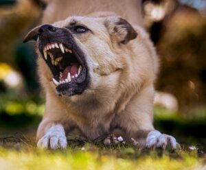Seu cachorro é agressivo? A culpa pode ser sua; entenda Cachorro agressivo