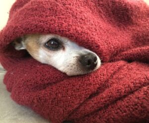 Cachorro sente frio? Veja cuidados em dias com baixas temperaturas Cachorro sente frio