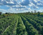Excesso de chuva pode atrapalhar manejo de cafezais