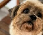 Juíza aceita cão como autor de ação contra tutora após castração caseira