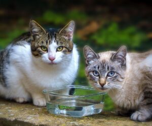 Convívio com animais traz benefícios à saúde física e mental do tutor Convívio com animais - gatos