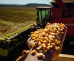 Brasil pode perder o ranking de maior exportador de milho em 2024