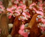 Brasil retoma exportações de carne de frango para China