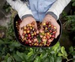 Frio deixa produtor de café em alerta, e preços têm forte alta