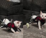 Gatinho emociona a web ao dar os primeiros passos em cadeira de rodas