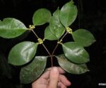 Pesquisadores do Jardim Botânico descobrem árvore rara no Rio