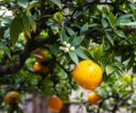 Crédito de carbono na produção de laranjas é precificado pela 1ª vez no Brasil