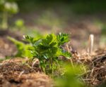 Itapemirim: Semana do Meio Ambiente terá ações educativas
