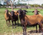 Presença de algumas proteínas indica resistência de ovinos a verminose