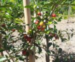 Pesquisa avalia novas variedades de acerola para plantio no ES