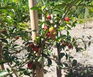 Pesquisa avalia novas variedades de acerola para plantio no ES Pesquisa Incaper