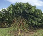 Clima deve induzir mudanças no café produzido no país