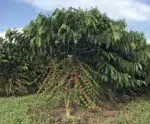 Clima deve induzir mudanças no café produzido no país