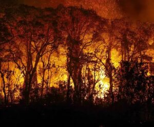 Emissão de gases do efeito estufa por queimadas na Amazônia cresce 60% Queimadas
