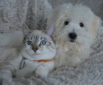 Cães e gatos já estão sendo vacinados contra raiva no Espírito Santo