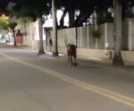 Inusitado! Moradores registram animal “desfilando” por ruas de Alegre