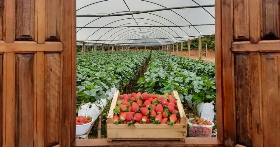 morangos Muniz Freire