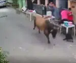 VÍDEO | Boi invade churrasco de Dia dos Pais e causa pânico em Soturno