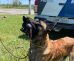 Cão da PM do ES é afastado das funções após diagnóstico de doença grave