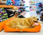 A veloz expansão do lucrativo mercado Pet