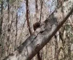 Animais são resgatados de incêndio no Parque Mata das Flores, em Castelo