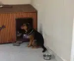 ‘Acumulador compulsivo’: cachorro faz sucesso na web ‘colecionando’ objetos
