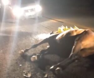 Mãe e filha ficam feridas após moto bater em cavalo em Marataízes Cavalo atropelado em Marataízes