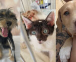 Venda Nova promove feira de adoção com cães e gatos neste sábado (14)