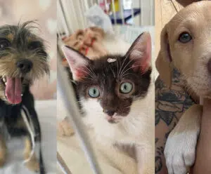 Feira de Adoção Pet