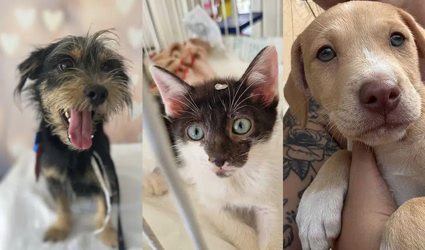 Feira de Adoção Pet