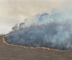 Projeto de Contarato torna incêndio florestal crime hediondo