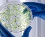 Microplásticos são encontros em testículos e sêmen humanos