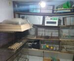 PF deflagra operação contra comércio ilegal de animais silvestres no ES
