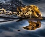 Conheça o Pantanal e sua importância climática para o Brasil