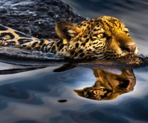 Conheça o Pantanal e sua importância climática para o Brasil Pantanal