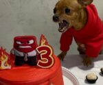 ‘Divertida Mente’: pinscher ganha aniversário inspirado em sua emoção