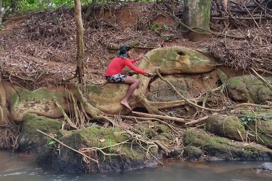 Raiz do dinossauro em João Neiva