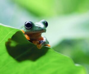 Fapes apoia pesquisas ecológicas e taxonômicas no ES