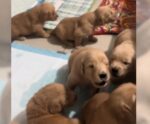 Tutora uiva para filhotes de Golden Retriever e reação deles surpreende
