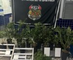 Vídeo | Plantação com 51 pés de maconha é apreendida no Caparaó