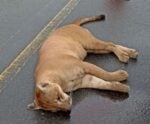 Onça morre após ser atingida por veículo em Anchieta