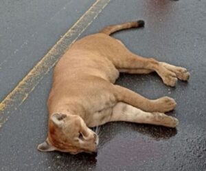 Onça morre após ser atingida por veículo em Anchieta Onça em Anchieta