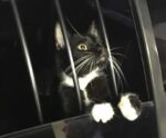 Inusitado: gato é ‘preso’ suspeito de furto