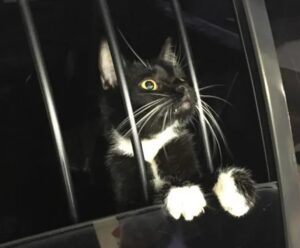 Inusitado: gato é ‘preso’ suspeito de furto