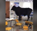 Vídeo | Boi na escola: animal invade sala de aula e causa pânico; veja