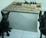 Com ajuda de cães, PM apreende drogas e pistola no Espírito Santo