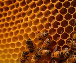 Projeto de extensão cria jardins de mel na Região do Caparaó capixaba